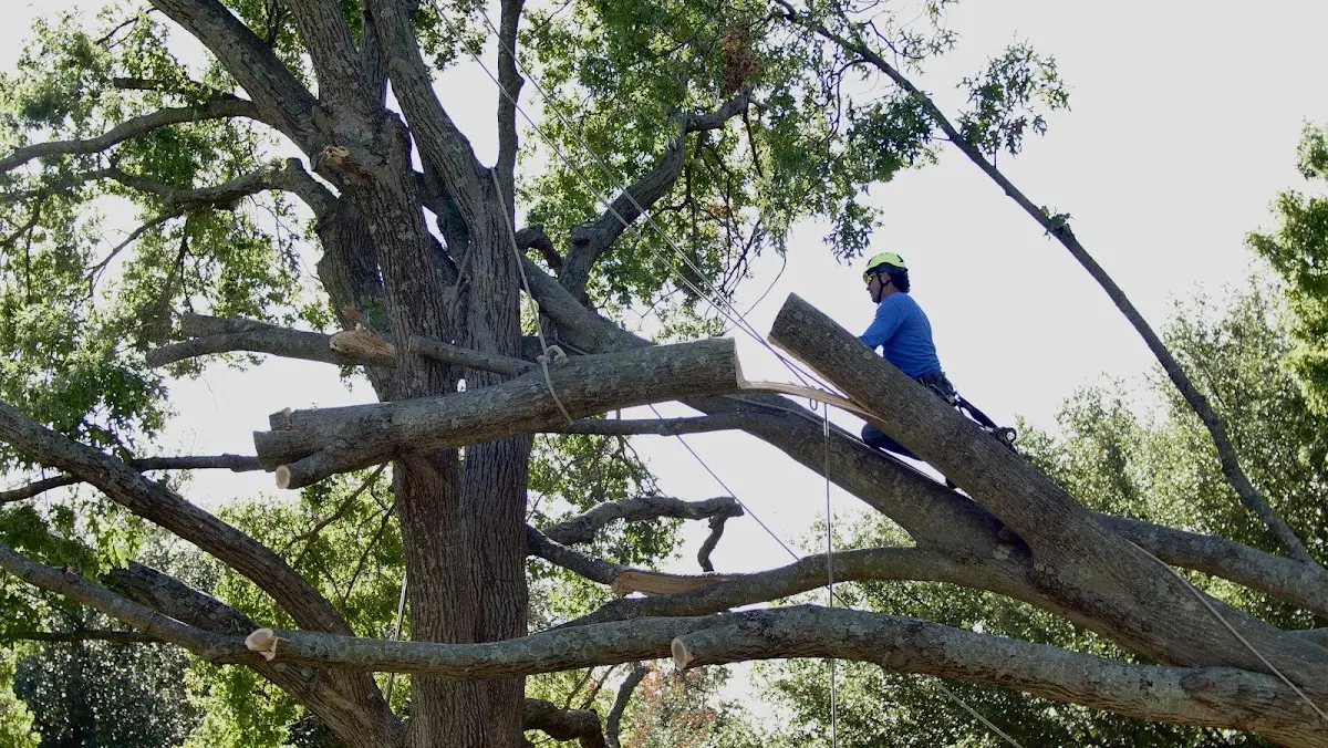 Professional Crown Thinning performed by certified arborists in Estancia