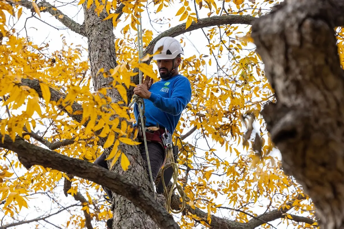 Skilled Tree Transplanting crew working in Estancia